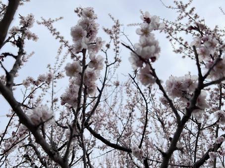 白梅 白梅の写真