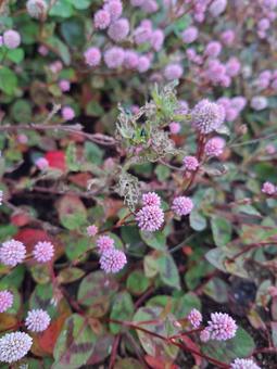 ヒメツルソバ ヒメツルソバ,可愛い,可憐の写真素材