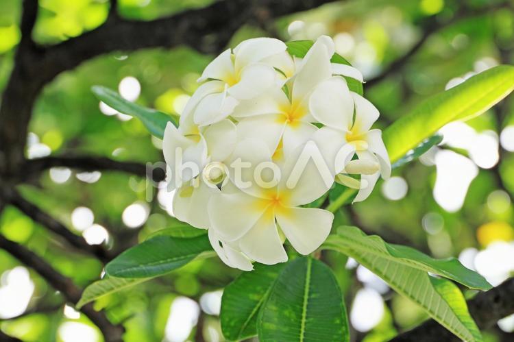 白いプルメリア 白い花,花,ハワイの写真素材