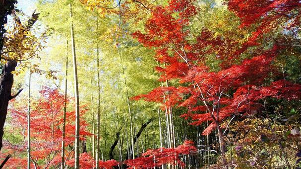 紅葉-1370 紅葉,モミジ,赤の写真素材