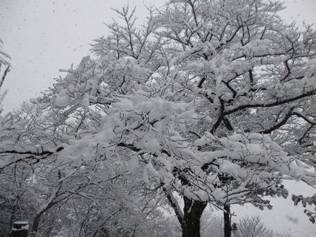 雪化粧した朝 雪化粧した朝 雪化粧,雪,朝の写真素材