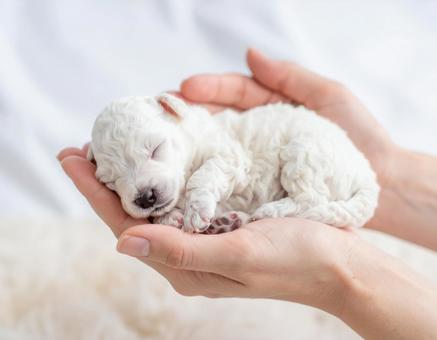 ティーカッププードルの赤ちゃん　手の上9の写真