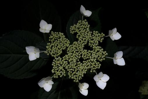 白いガクアジサイのつぼみと装飾花 白いガクアジサイのつぼみと装飾花の写真