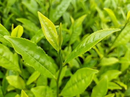 名産地西尾の五月の茶畑 名産地西尾の五月の茶畑 茶畑,西尾,茶葉の写真素材
