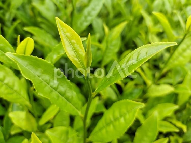 名産地西尾の五月の茶畑 茶畑,西尾,茶葉の写真素材