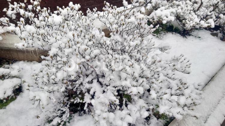 冬の訪れ 雪,冬,植物の写真素材