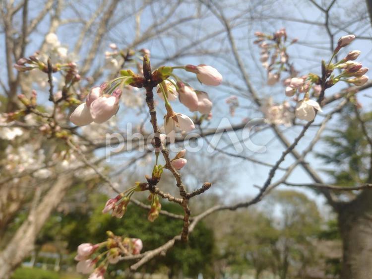 春日公園　桜 春日公園,春日市,福岡の写真素材
