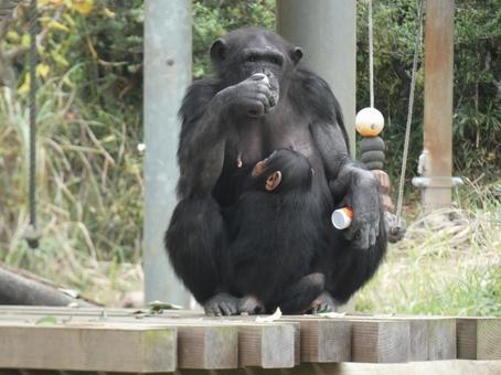 チンパンジー チンパンジー,動物,生き物の写真素材