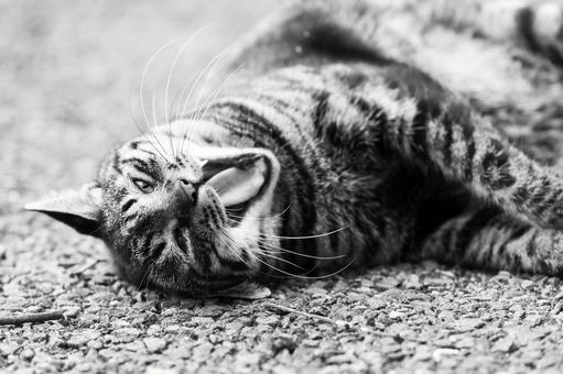 Stray Cat 3, JPG