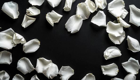 白い薔薇の花びらフレーム 白い薔薇の花びらフレームの写真