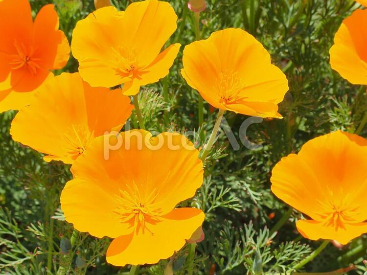山吹色の花 花,植物,山吹色の写真素材