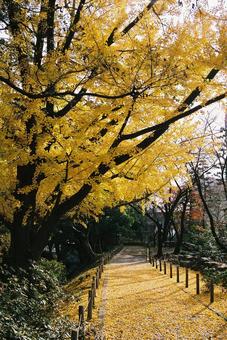 銀杏の道 秋,いちょう,銀杏の写真素材