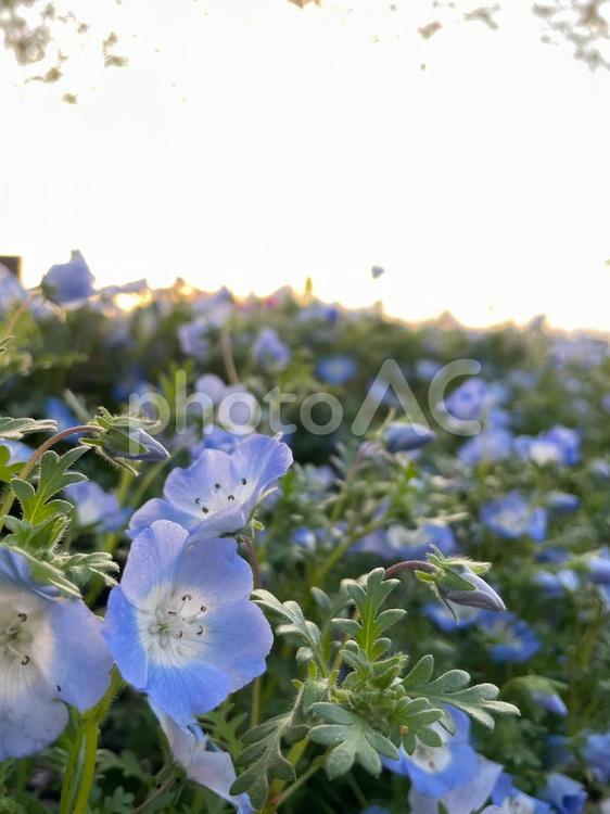 ネモフィラ ネモフィラ,青,青い花の写真素材