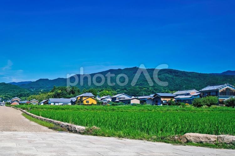 奈良、飛鳥の里に広がる夏の青田風景 明日香村,田園,風景の写真素材