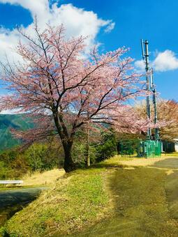 Cherry blossoms and hills, लकड़ी, सीनरी, स्वाभाविक रूप से, JPG