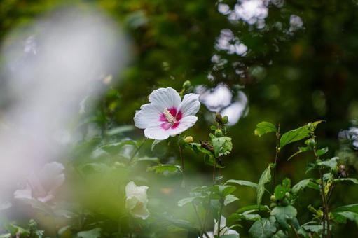 雨上がりに濡れた白いムクゲの花 雨上がりに濡れた白いムクゲの花 花,植物,ハイビスカスの写真素材