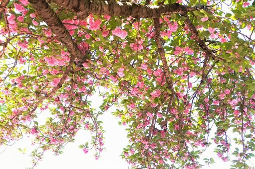 八重桜 公園,桜,花の写真素材