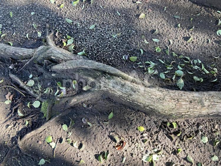 地面と木の根 地面,木の根,植物の写真素材