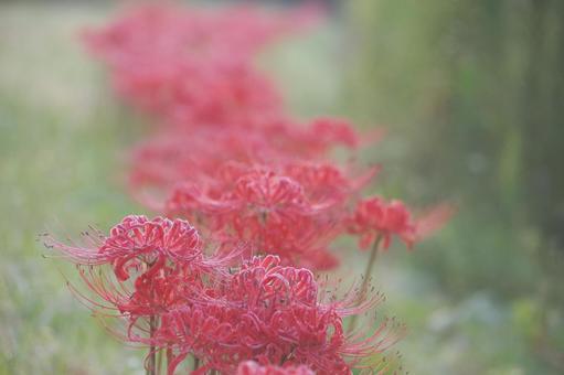 彼岸花 彼岸花の写真