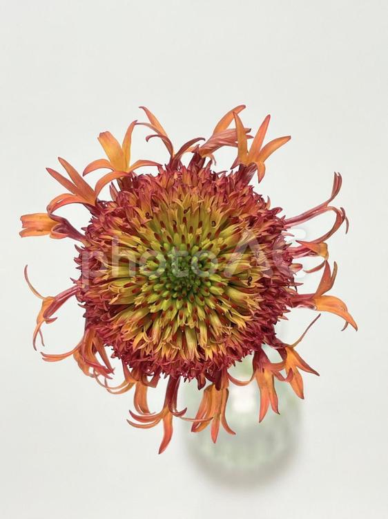 オレンジ色のエキナセアの花 花,植物,エキナセアの写真素材