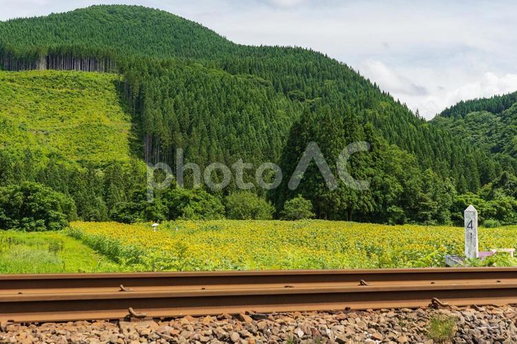 夏の山と線路とヒマワリ畑 線路,ひまわり畑,鉄道の写真素材
