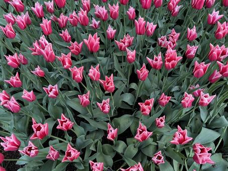 キューケンホフ公園 キューケンホフ,チューリップ,アムステルダムの写真素材