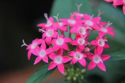 ペンタス　Pentas　マクロの写真