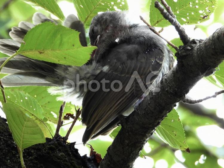 毛繕いをするヒヨドリの幼鳥 鳥,野鳥,ヒヨドリの写真素材
