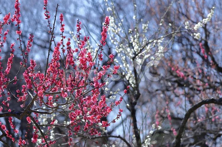 寒さに耐え気品よく咲く 梅,花,バラ科の植物の写真素材