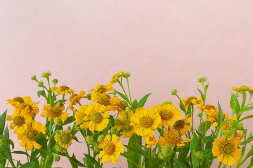 ヘレニウムの背景 花,ヘレニウム,フレームの写真素材