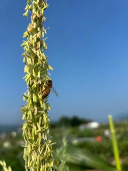 市民農園の雄花とミツバチ  とうもろこし,雄花,雄穂の写真素材