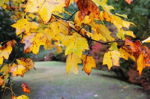 ウリノキの黄葉 ウリノキ,黄葉,神戸市立森林植物園の写真素材