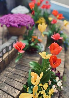 Tulip 7, JPG Tulip 7, JPG