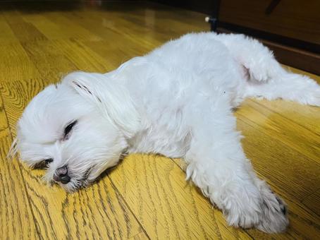 お昼寝する犬 お昼寝する犬 犬,マルチーズ,かわいい犬の写真素材