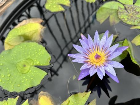 紫色のめずらしい蓮の花が美しい 紫色のめずらしい蓮の花が美しい 蓮,花,蓮の花の写真素材
