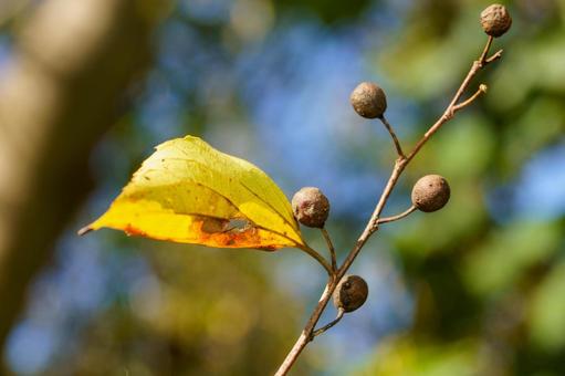 黄色く色づいた葉とエノキの実 秋,植物,葉の写真素材