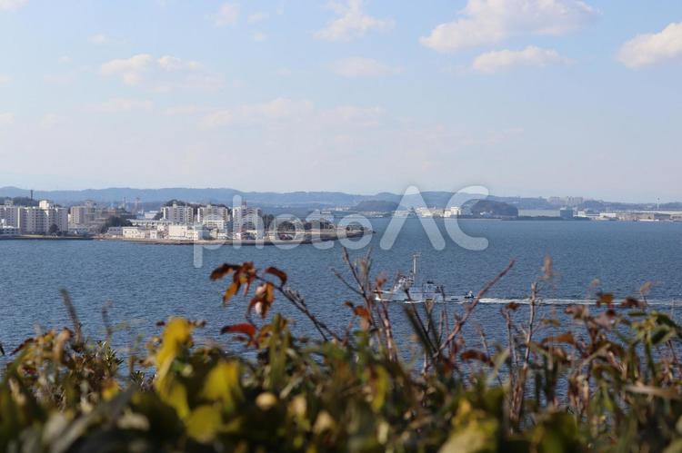 草　後ろに海 猿島,猿島公園,壁の写真素材