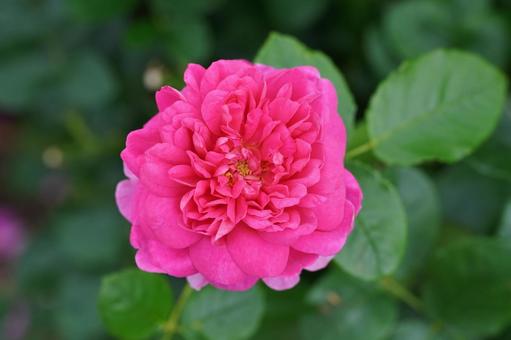 薔薇の香りに包まれて 薔薇の香りに包まれて 薔薇,バラ,自然の写真素材