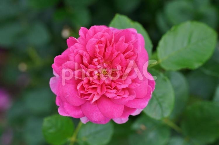薔薇の香りに包まれて 薔薇,バラ,自然の写真素材