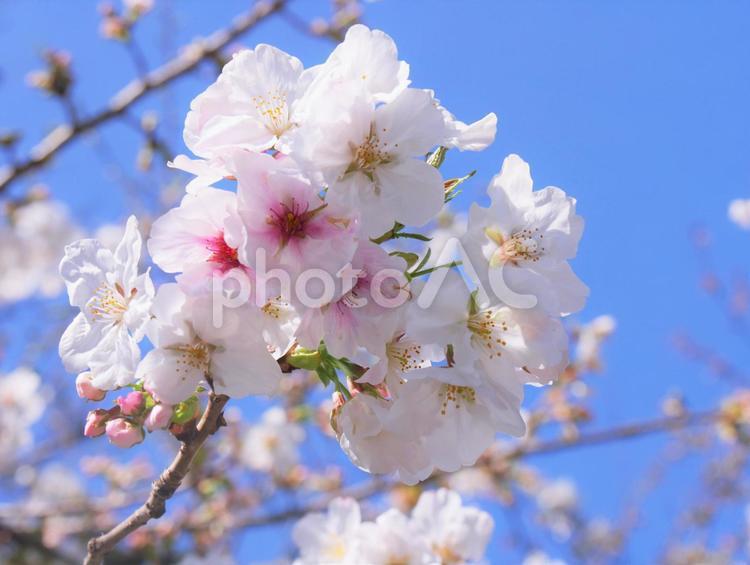 青空を背景にした桜のアップ01　 花,桜,さくらの写真素材