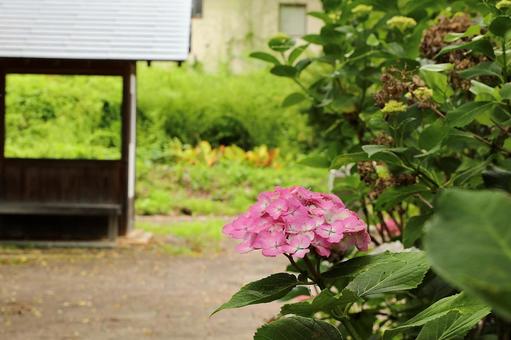 Photo, hydrangea, knowledge temple, june, 