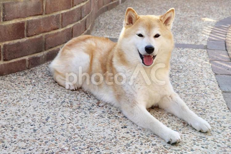 よろこぶ柴犬 犬,柴犬,一休みの写真素材