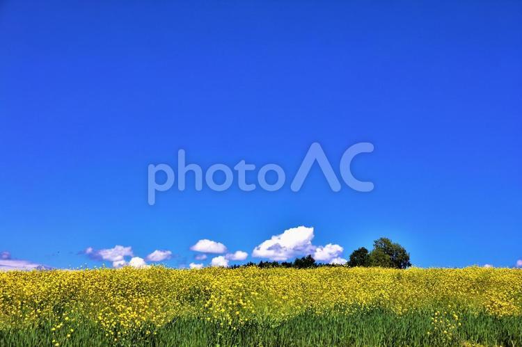 青空　菜の花畑 北海道,初夏,空知地方の写真素材