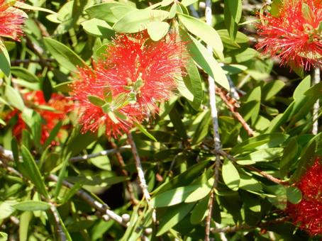 【花の写真】ブラシの木の写真