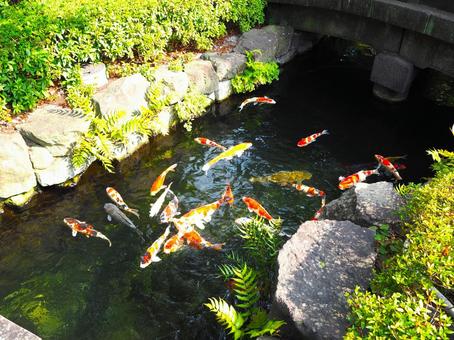 Photo, carp, japan, beautiful, 
