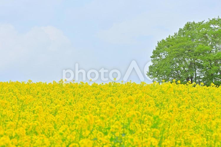 菜の花畑　春の風物詩 菜の花,菜の花畑,春の風物詩の写真素材