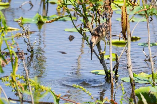 Photo, bird, yellow bittern, wild bird, 