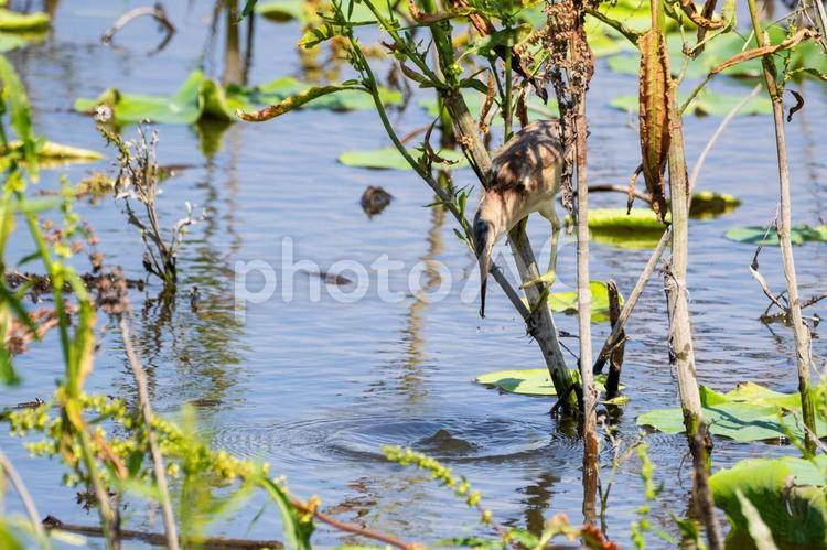 ヨシゴイ(28) 鳥,ヨシゴイ,野鳥の写真素材