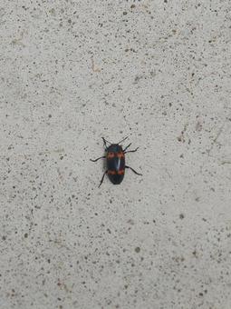 地面に佇むタイショウオオキノコムシの写真