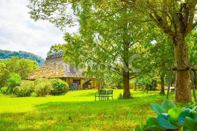 新緑の美しい茅葺屋根 風景,自然,日本の写真素材
